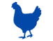 鸡