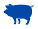 猪