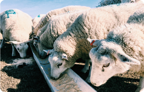 定制饲料颗粒厂